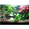 27 LED veekindel valgustus akvaariumidele 49 cm