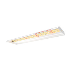 LED kasvatustuli Spider Farmer SF300
